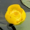 Gele Plomp (Nuphar Lutea)