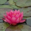 Waterlelie (Nymphaea 'James Brydon')