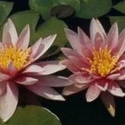 Waterlelie (Nymphaea 'Madame Wilfron Gonnere')