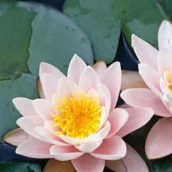 Waterlelie (Nymphaea 'Marliacea Carnea')