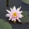 Waterlelie (Nymphaea 'Rose Arey') -Essentie Groen Verkoop 20081127133836 1
