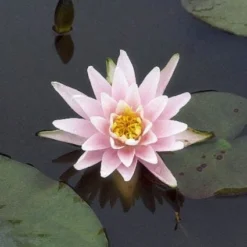 Waterlelie (Nymphaea 'Rose Arey')