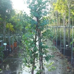 Winterharde Gomboom (Eucalyptus Gunnii) -Essentie Groen Verkoop 20090522152550 5