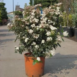 Groenblijvende Sneeuwbal (Viburnum Tinus 'Eve Price') -Essentie Groen Verkoop 20091125113028 50 10 1