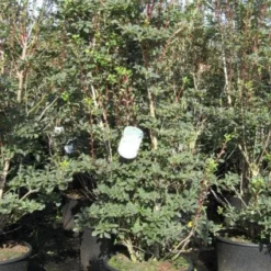 Pronkklokje (Enkianthus Campanulatus) -Essentie Groen Verkoop 20091126124737 6 2