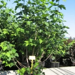 Sneeuwbal (Viburnum Opulus 'Roseum') -Essentie Groen Verkoop 20091126125302 9