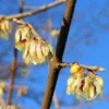 Winterzoet (Chimonanthus Praecox) -Essentie Groen Verkoop 20091230153517 6 3 3