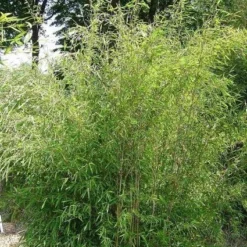 Niet Woekerende Bamboe (Fargesia 'Great Wall') -Essentie Groen Verkoop 20100106102329 4 1