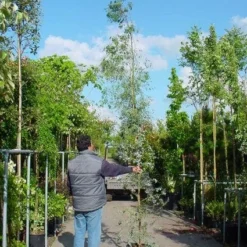 Winterharde Gomboom (Eucalyptus Gunnii) -Essentie Groen Verkoop 20100217171043 5