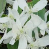 Bosrank, Groenblijvend (Clematis Armandii 'Snowdrift') -Essentie Groen Verkoop 20100218143418 3 1