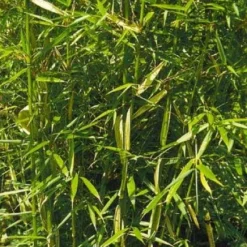 Niet Woekerende Bamboe (Fargesia Robusta) -Essentie Groen Verkoop 20100223184938 5