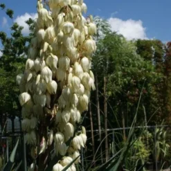 Palmlelie (Yucca Gloriosa) -Essentie Groen Verkoop 20100720151849 8