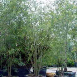 Mimosa (Acacia Dealbata) -Essentie Groen Verkoop 20100906111139 7