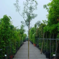 Mimosa Als Boom (Acacia Dealbata) -Essentie Groen Verkoop 20100906111726 7 1