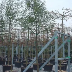 Mimosa Als Boom (Acacia Dealbata) -Essentie Groen Verkoop 20100906111736 6