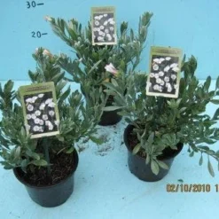 Zilverwinde (Convolvulus Cneorum ) -Essentie Groen Verkoop 20101207115958 2