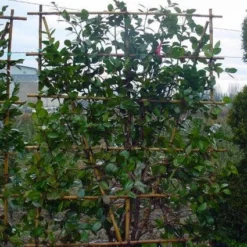 Camelia Als Leivorm (Camellia Japonica) -Essentie Groen Verkoop 20101209154447 2