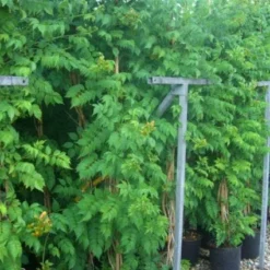 Trompetbloem (Campsis Tagliabuana 'Mme Galen') -Essentie Groen Verkoop 20101209155845 9