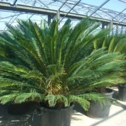 Cycaspalm (Cycas Revoluta) -Essentie Groen Verkoop 20101212150045 5 1