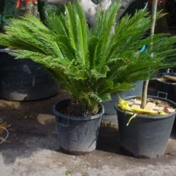 Cycaspalm (Cycas Revoluta) -Essentie Groen Verkoop 20101212150101 5 1