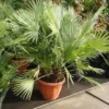 Dwergpalm (Chamaerops Humilis)