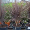 Cordyline (Cordyline Australis 'Atropurpurea') -Essentie Groen Verkoop 20101213093508 8 1