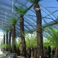 Boomvaren (Dicksonia Antarctica) -Essentie Groen Verkoop 20101213133314 11