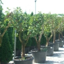 Kaki (Diospyros Kaki) -Essentie Groen Verkoop 20101213150225 8