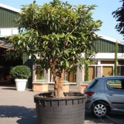 Japanse Mispel (Eriobotrya Japonica) -Essentie Groen Verkoop 20101213154517 7