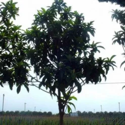 Japanse Mispel Als Boom (Eriobotrya Japonica) -Essentie Groen Verkoop 20101213155422 6