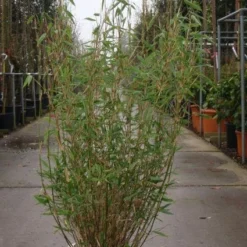 Niet Woekerende Bamboe (Fargesia Murieliae 'Bimbo') -Essentie Groen Verkoop 20101215104356 4 1