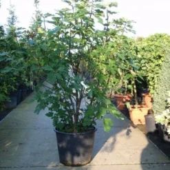 Vijg (Ficus Carica) -Essentie Groen Verkoop 20101215105457 10