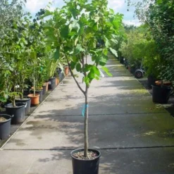 Vijg Op Stam (Ficus Carica) -Essentie Groen Verkoop 20101215110043 8