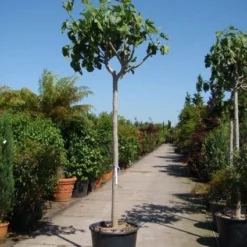 Vijgenboom (Ficus Carica) -Essentie Groen Verkoop 20101215112153 7