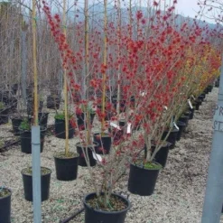 Toverhazelaar (Hamamelis Intermedia 'Diane') -Essentie Groen Verkoop 20101215122825 45 9