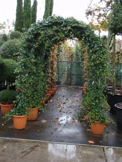 Klimop In Boogvorm (Hedera Hibernica) 6 Klimop In Boogvorm (Hedera Hibernica) - Afbeelding 4