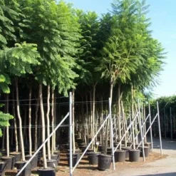 Jacaranda (Jacaranda Mimosifolia)