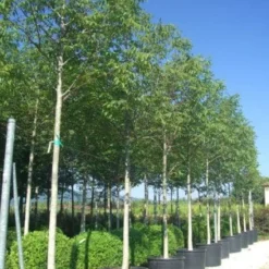 Walnotenboom (Juglans Regia) -Essentie Groen Verkoop 20101216120449 18