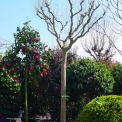 Roze Lagerstroemia Als Boom (Lagerstroemia Indica) -Essentie Groen Verkoop 20101216134719 9