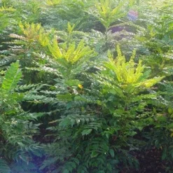 Mahoniestruik (Mahonia Media 'Winter Sun') -Essentie Groen Verkoop 20101217162700 11