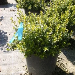 Dwergmirte (Myrtus Communis 'Tarentina') -Essentie Groen Verkoop 20101217172204 2