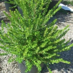 Dwergmirte (Myrtus Communis 'Tarentina') -Essentie Groen Verkoop 20101217172218 2