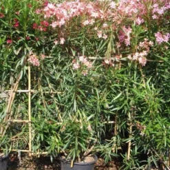 Oleander Als Leivorm (Nerium Oleander) -Essentie Groen Verkoop 20101220113705 1