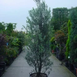 Olijf Als Struik (Olea Europaea) -Essentie Groen Verkoop 20101220120639 9