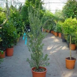 Olijf Als Struik (Olea Europaea) -Essentie Groen Verkoop 20101220120657 9