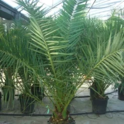 Canarische Dadelpalm (Phoenix Canariensis) -Essentie Groen Verkoop 20101220144503 10