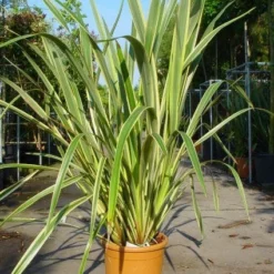 Nieuw Zeelands Vlas (Phormium Tenax 'Variegatum') -Essentie Groen Verkoop 20101220145314 8