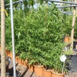 Bamboe (Phyllostachys Aurea) -Essentie Groen Verkoop 20101220162232 13