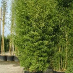 Bamboe (Phyllostachys Aurea) -Essentie Groen Verkoop 20101220162254 13
