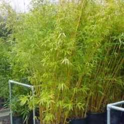 Bamboe (Phyllostachys Aureosulcata 'Spectabilis') -Essentie Groen Verkoop 20101220163030 7